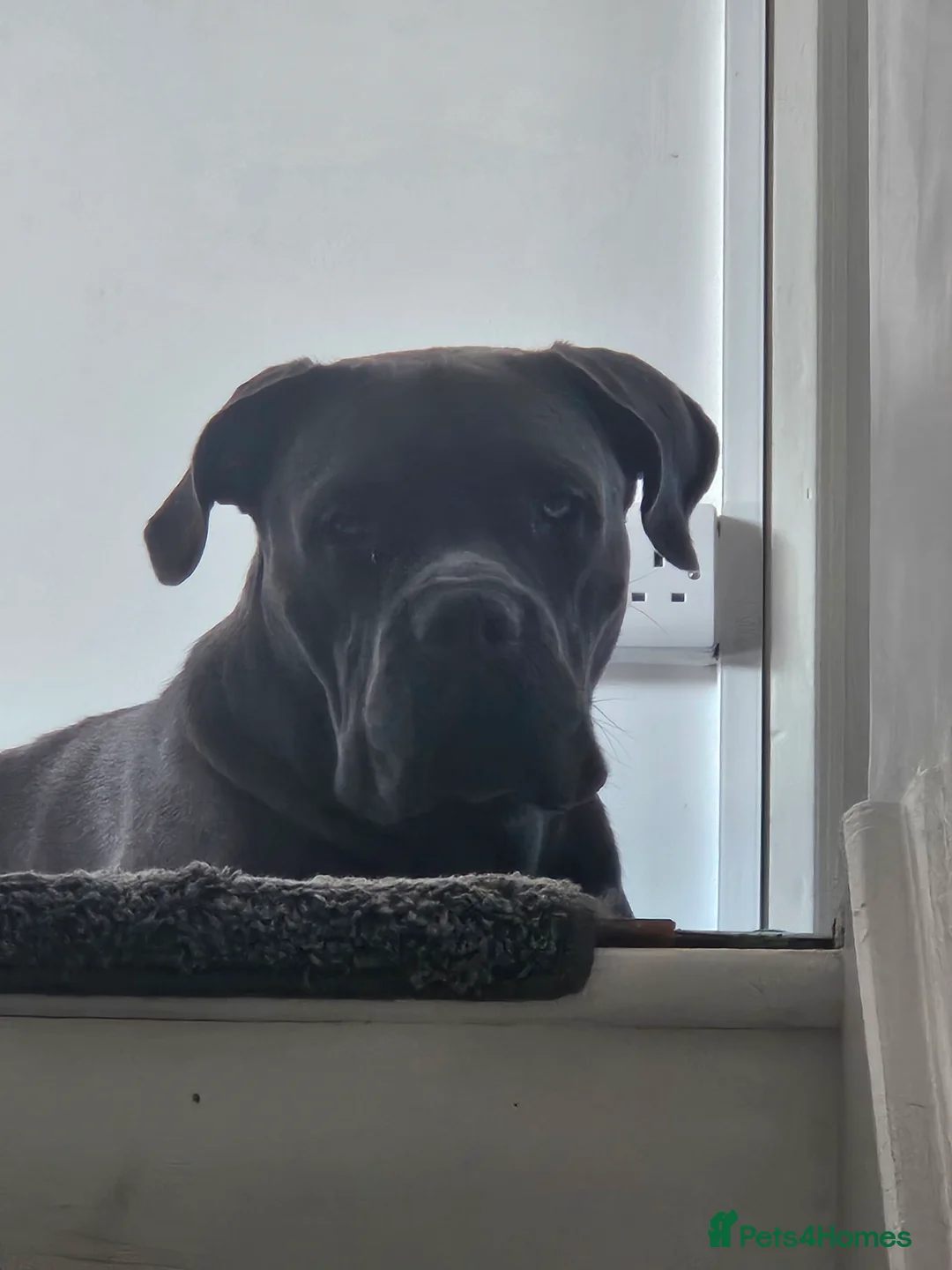 Cane Corso dogs for stud: Male,  named kilo - Advert 3