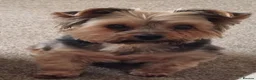 Yorkshire Terrier dogs for sale: Yorkshire Terrier looking for a new home. - Advert 2