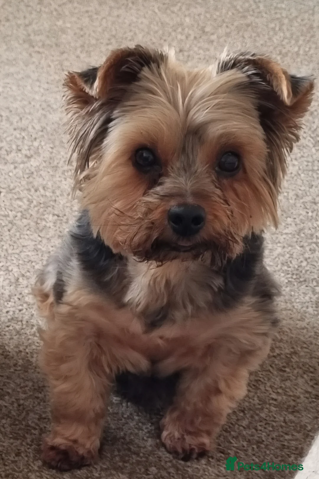 Yorkshire Terrier dogs for sale: Yorkshire Terrier looking for a new home. - Advert 2