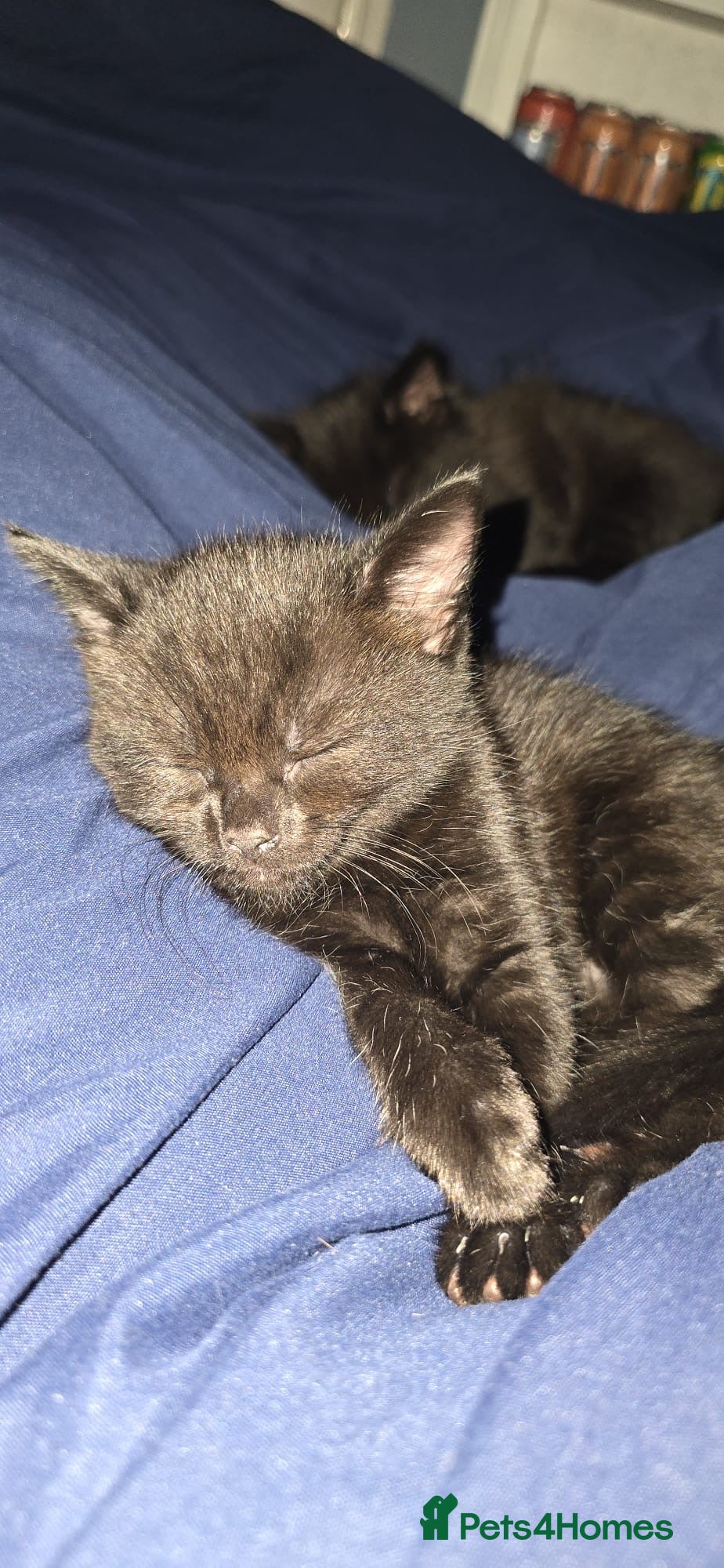 Domestic Shorthair cats 2 kittens left (8 weeks) £50 each Witham, Essex  - Advert 16