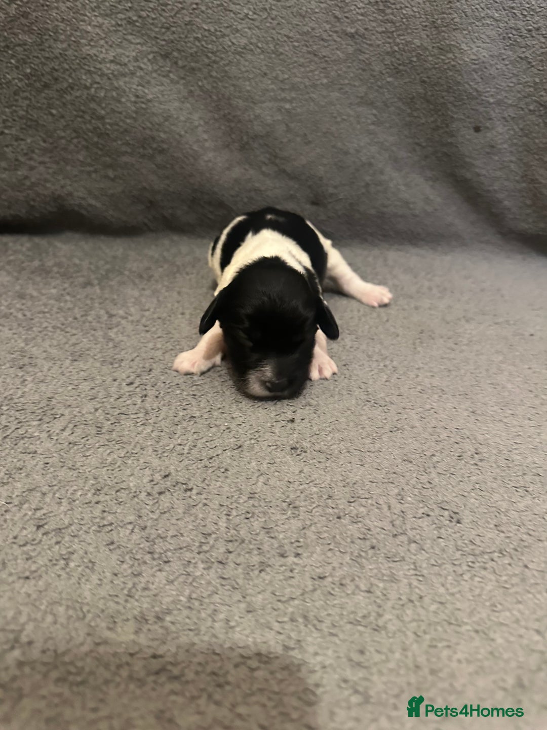 Mixed Breed dogs for sale: Sprockerdor bitch pup *READY NOW* - Advert 24