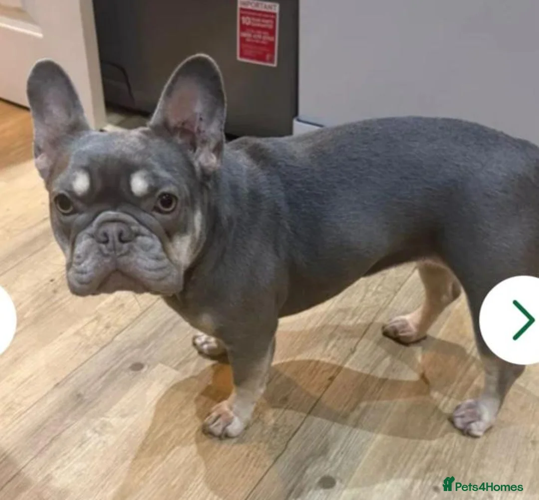 French Bulldog dogs for sale: Mable 4 year old female french bulldog  - Advert 2