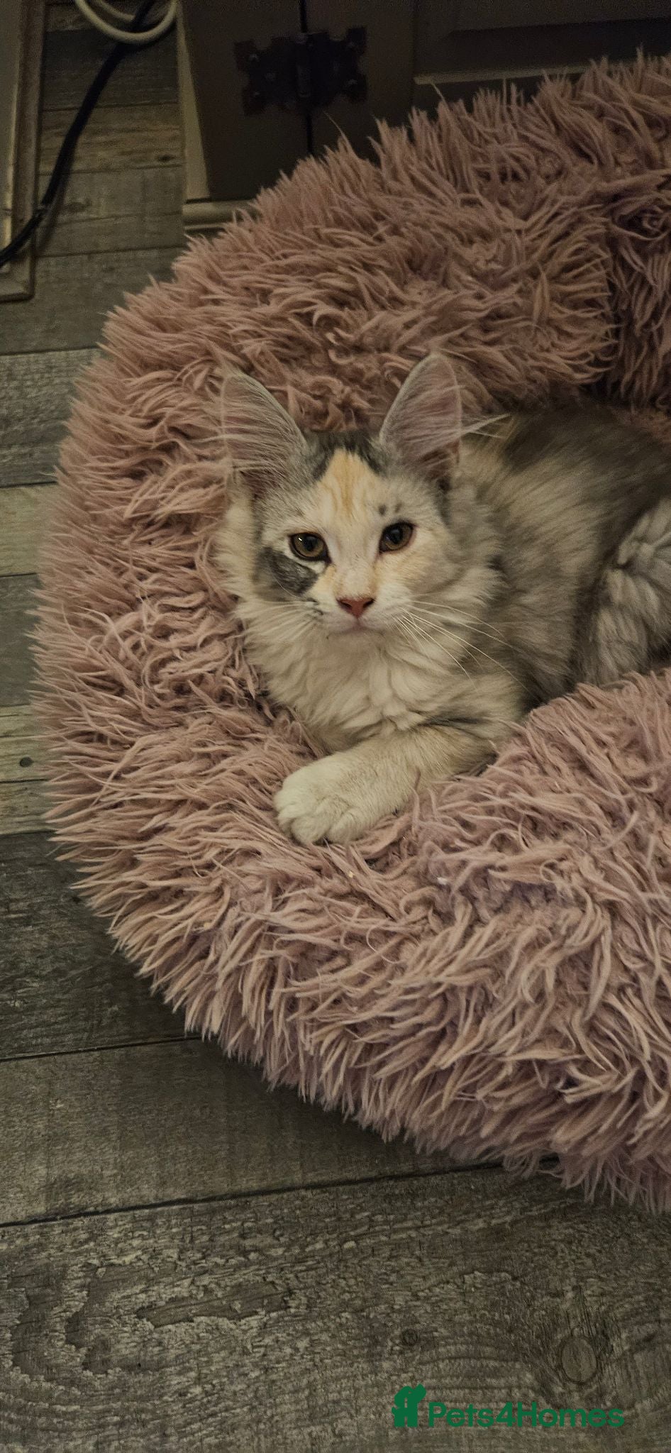 Maine Coon cats Stunning xl TICA Registered Maine coon Kittens  - Advert 1