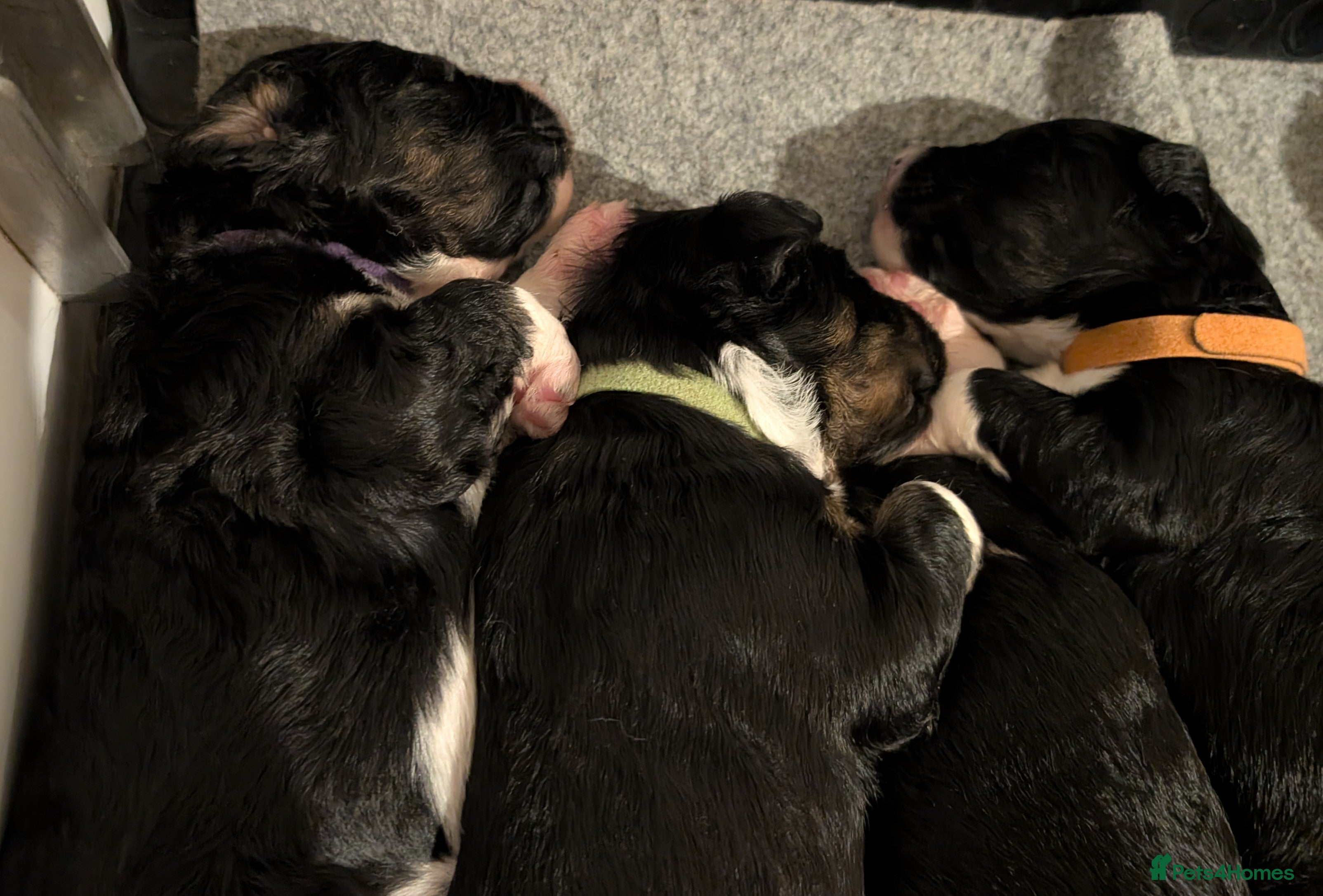 Bernedoodle dogs Bernedoodle Puppies  - Advert 8