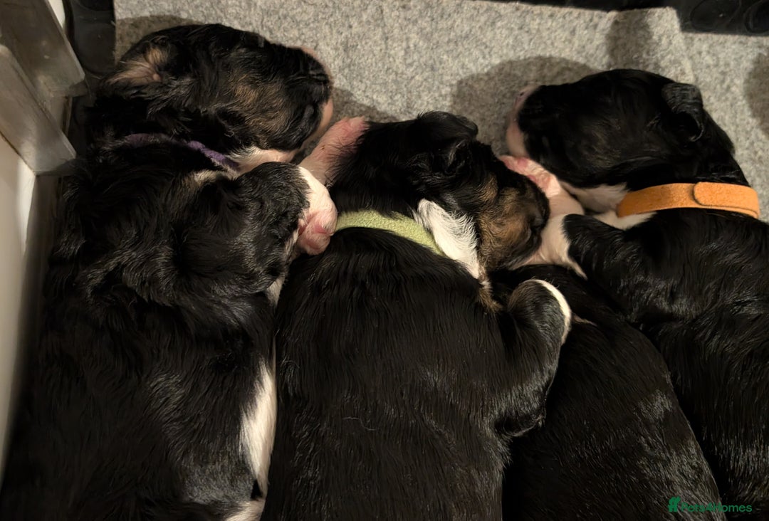 Bernedoodle dogs for sale: Bernedoodle Puppies  - Advert 1