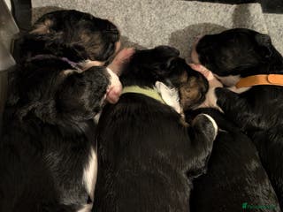 Bernedoodle dogs Bernedoodle Puppies - Advert 8