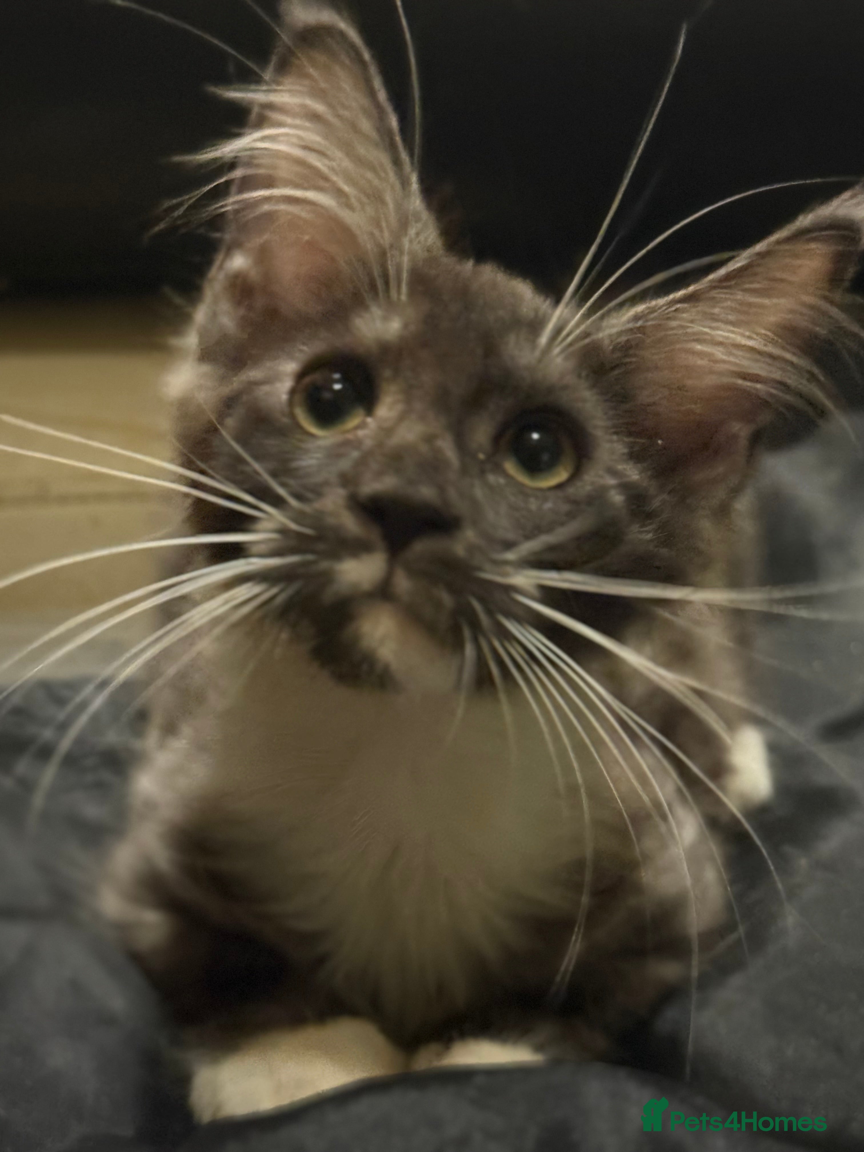 Maine Coon cats TICA registered kittens - Advert 6