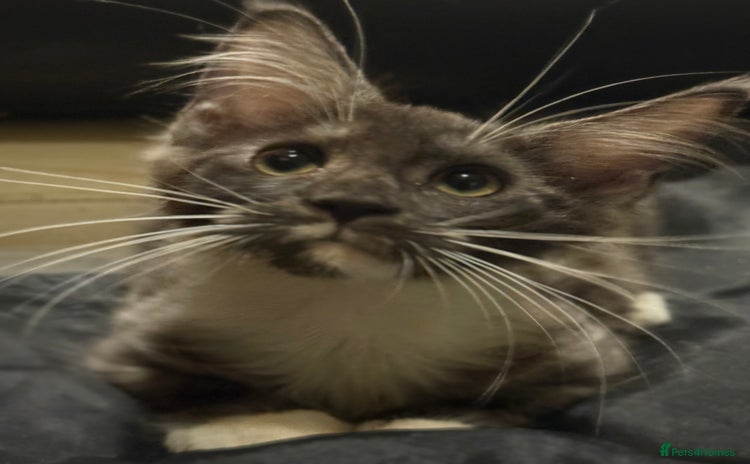 Maine Coon cats - Advert 1