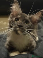 Maine Coon cats - Advert 3