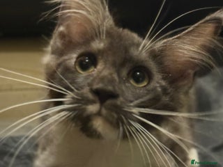 Maine Coon cats - Advert 34