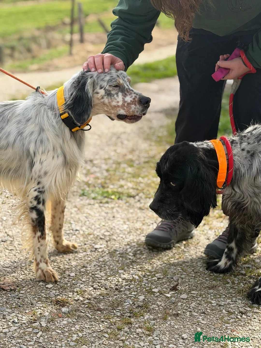 English Setter dogs for adoption: Bixkor - Advert 8