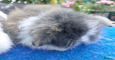 Angora rabbits - Advert 4