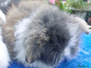 Angora rabbits - Advert 1