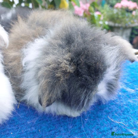 Angora rabbits - Advert 1