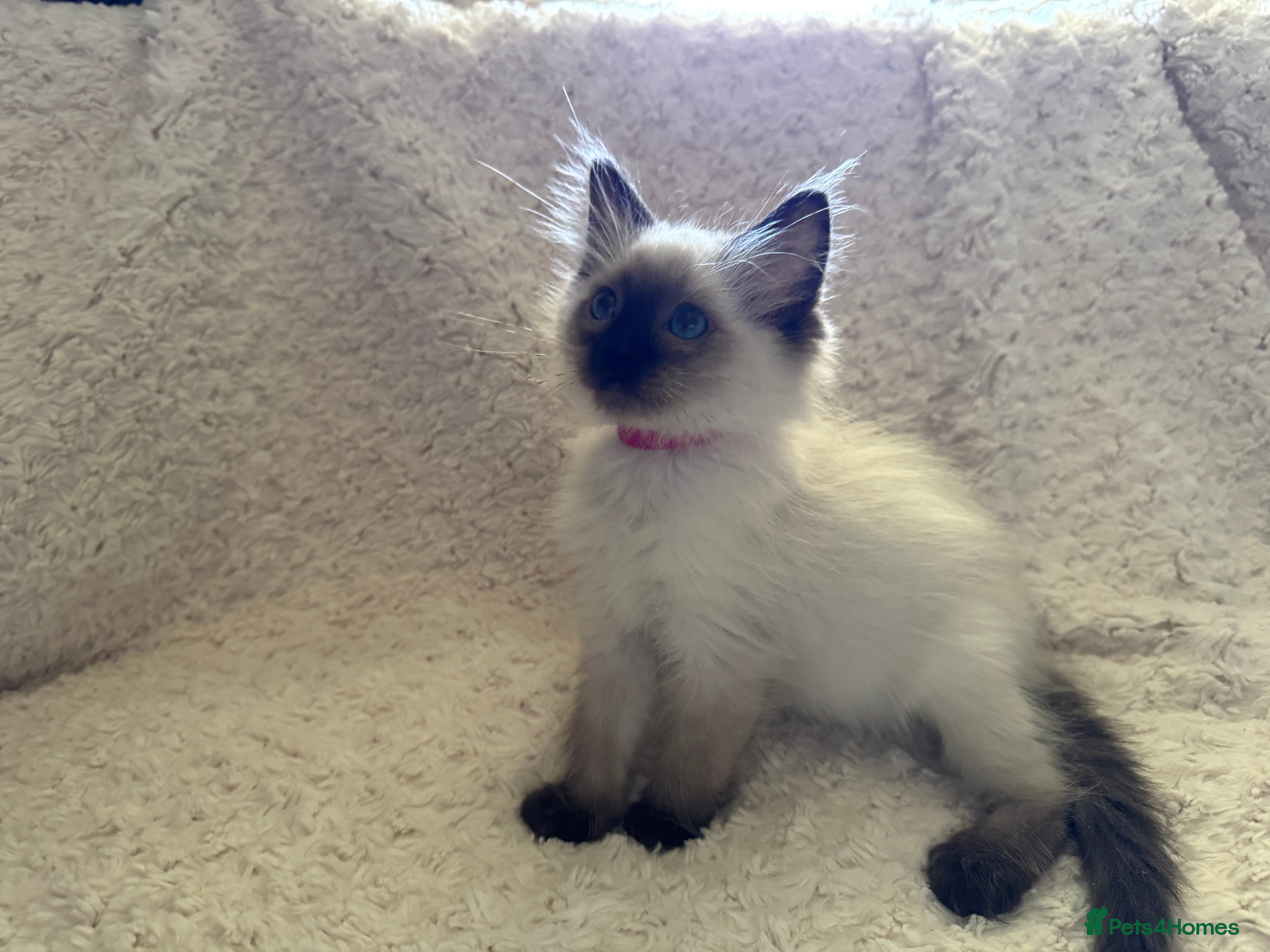 Ragdoll cats Stunning Ragdoll kittens - Advert 2