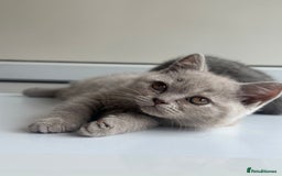 British Shorthair cats for sale: Stunning British Short hair kittens - Image 1