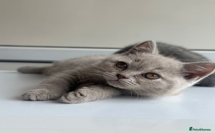 British Shorthair cats - Advert 5