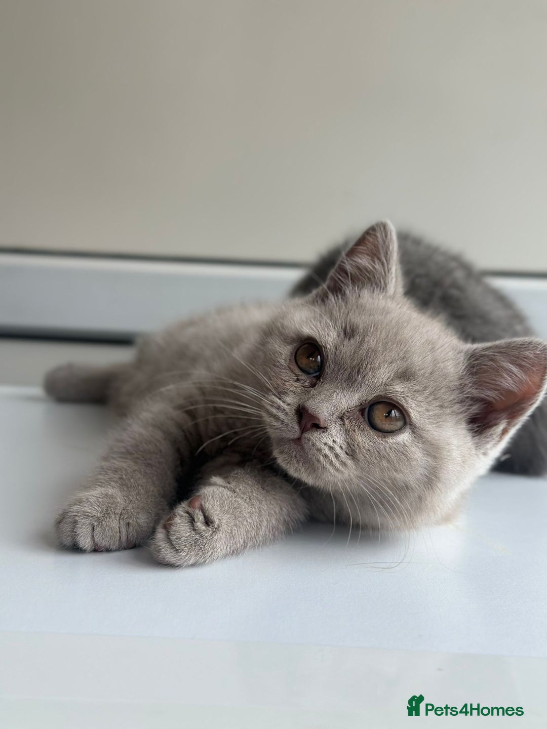 British Shorthair cats for sale: Stunning British Short hair kittens - Image 1