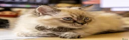 Maine Coon cats for sale: Our beautiful babies have been born! - Advert 2
