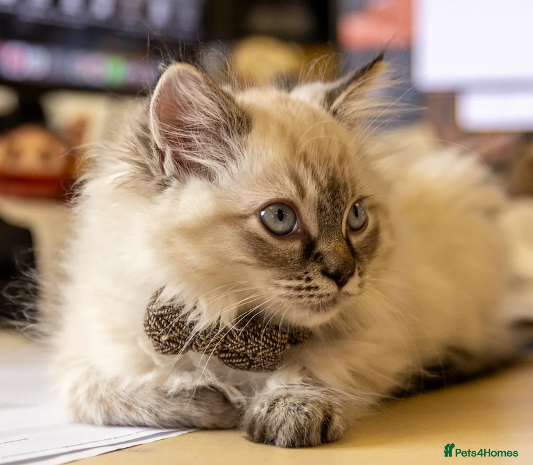 Maine Coon cats for sale: Our beautiful babies have been born! - Advert 2