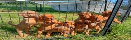 Labrador Retriever dogs for sale: Foxred labrador puppies - Advert 13