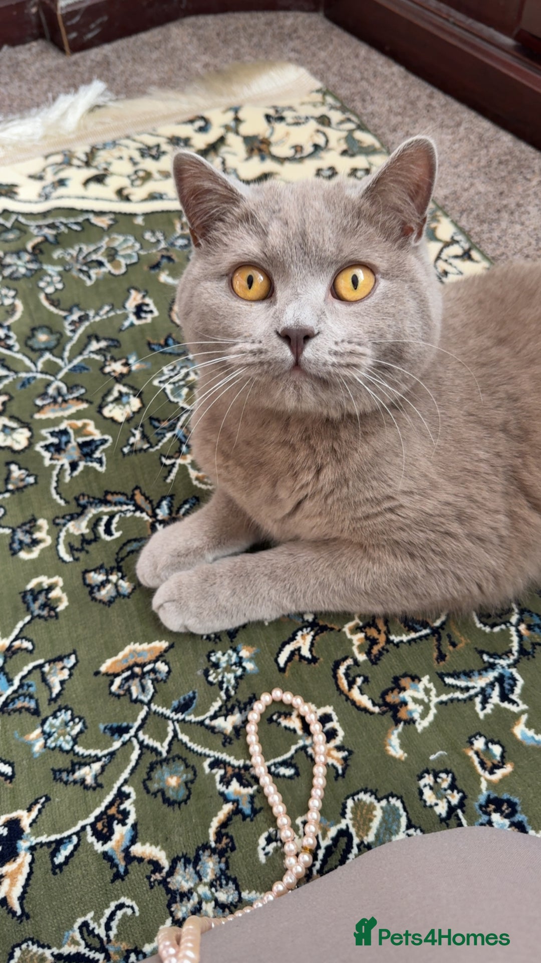 British Shorthair cats for sale: British Shorthair for Sale - Advert 2