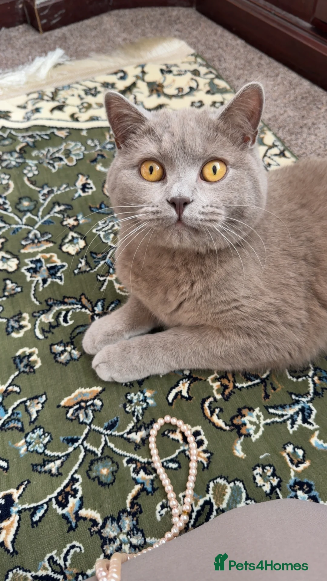 British Shorthair cats for sale: British Shorthair for Sale - Advert 2