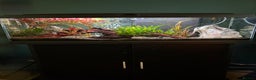 Tetras fish for sale: Fish and full set up - Advert 4
