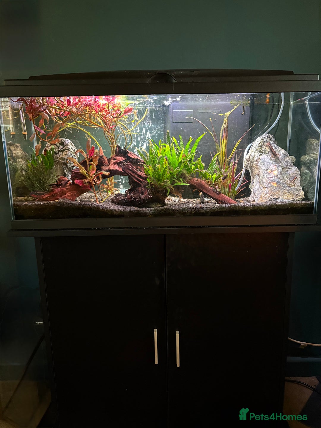 Tetras fish for sale: Fish and full set up - Image 4