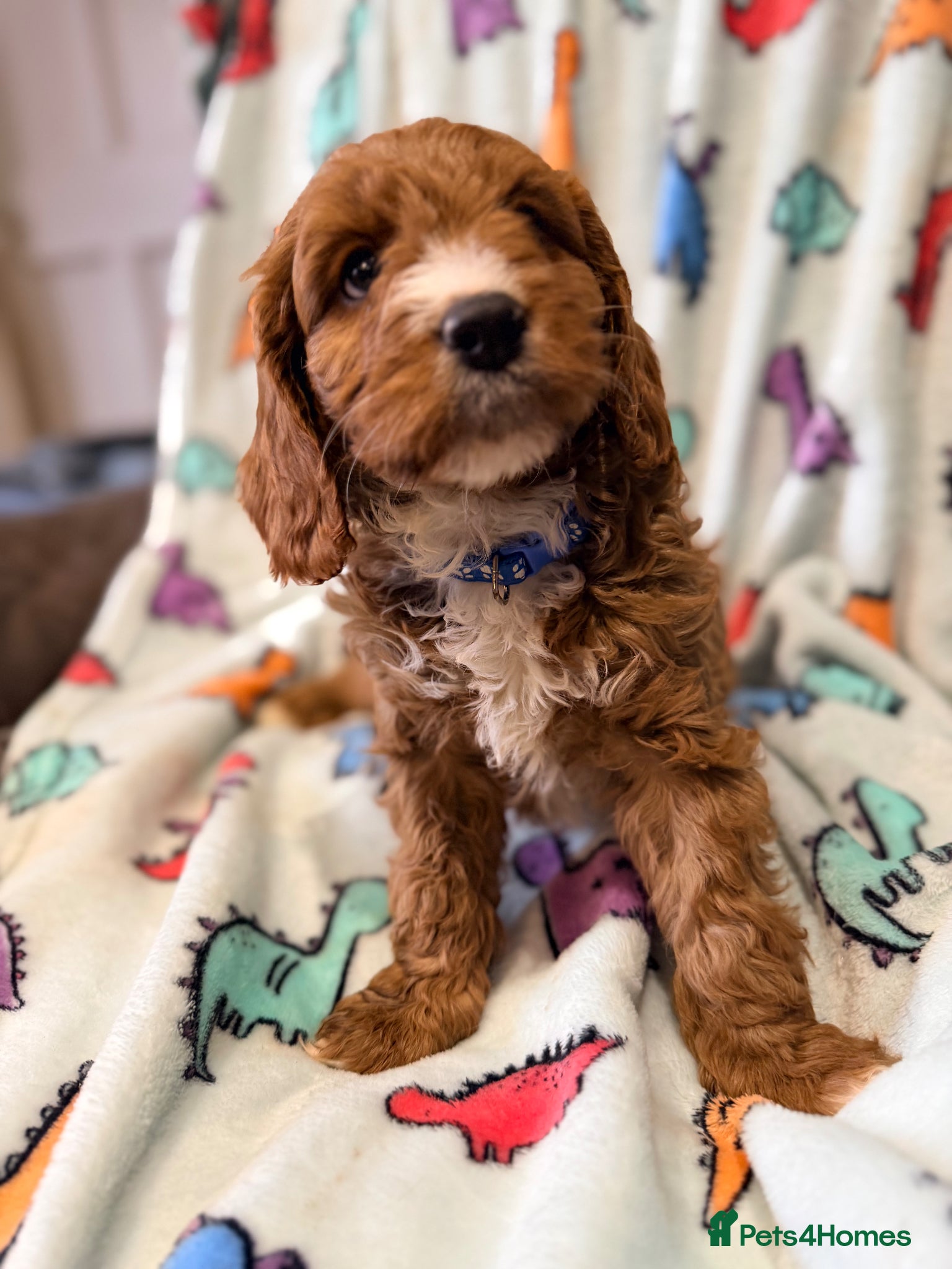 Cavapoo dogs H/T Fox Red F1 Male Cavapoo Puppies - Advert 2