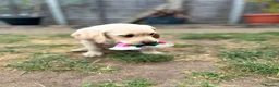 Labrador Retriever dogs for sale: 9 beautiful Labrador puppies  - Advert 6