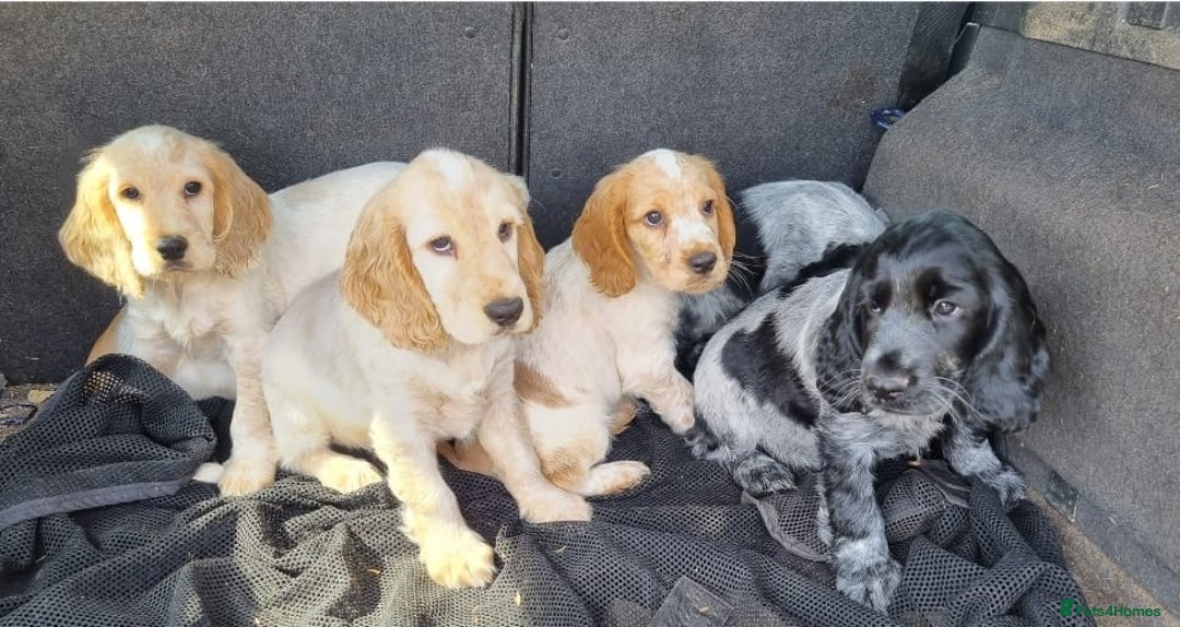 Cocker Spaniel dogs for sale: Orange & Blue Roan Show Cockers - Image 6