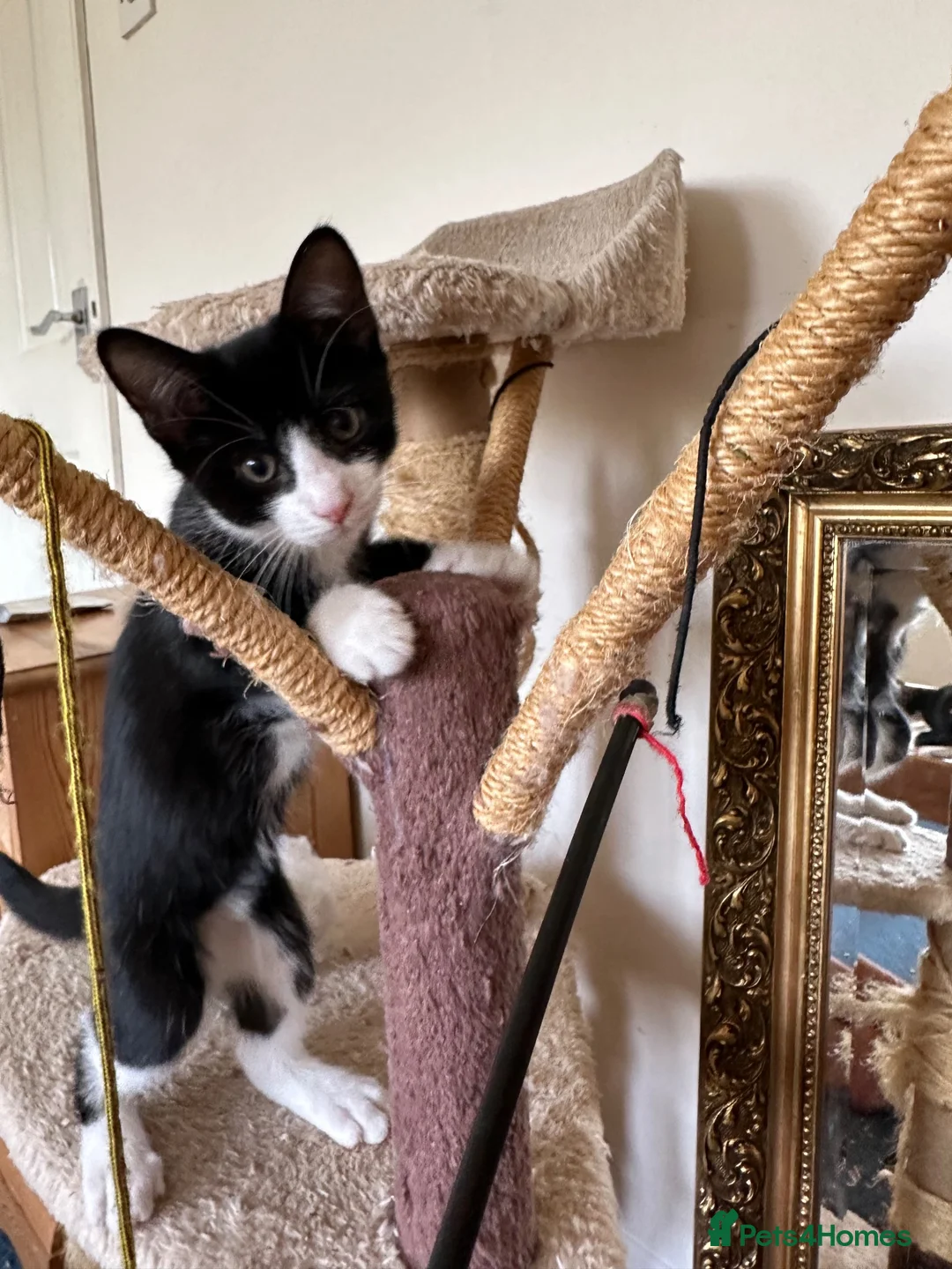 Mixed Breed cats for sale: Semi Feral Kittens in Newbury - Advert 2