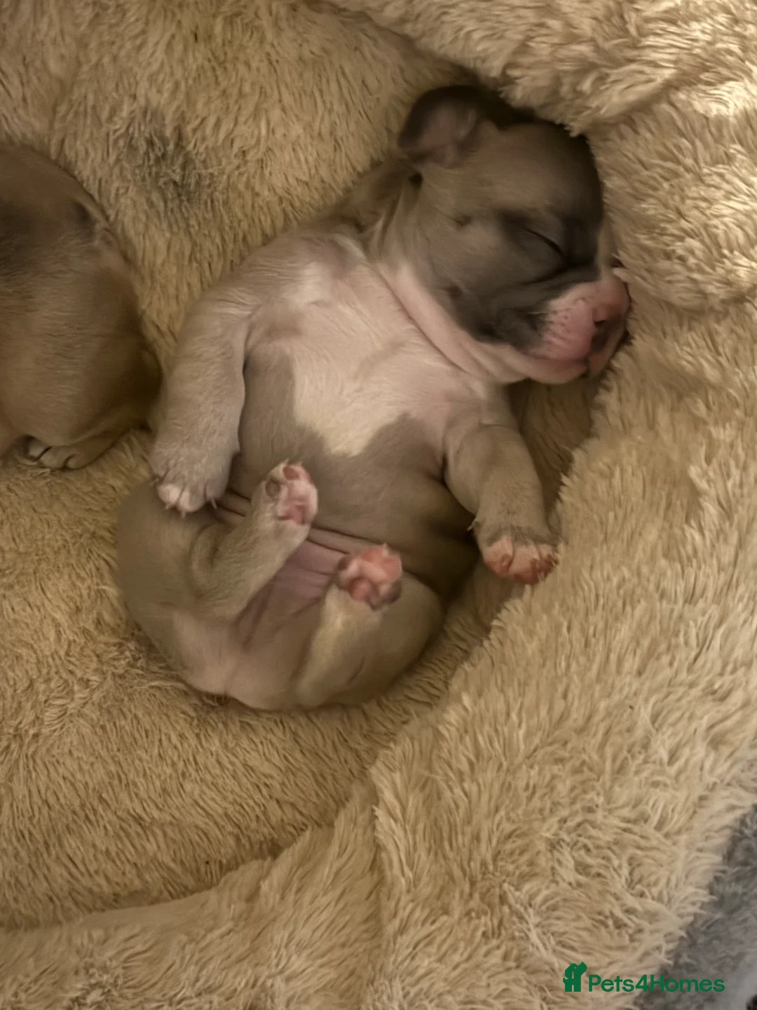 French Bulldog dogs for sale: DWKC Registered Puppies – Health Tested  - Advert 9