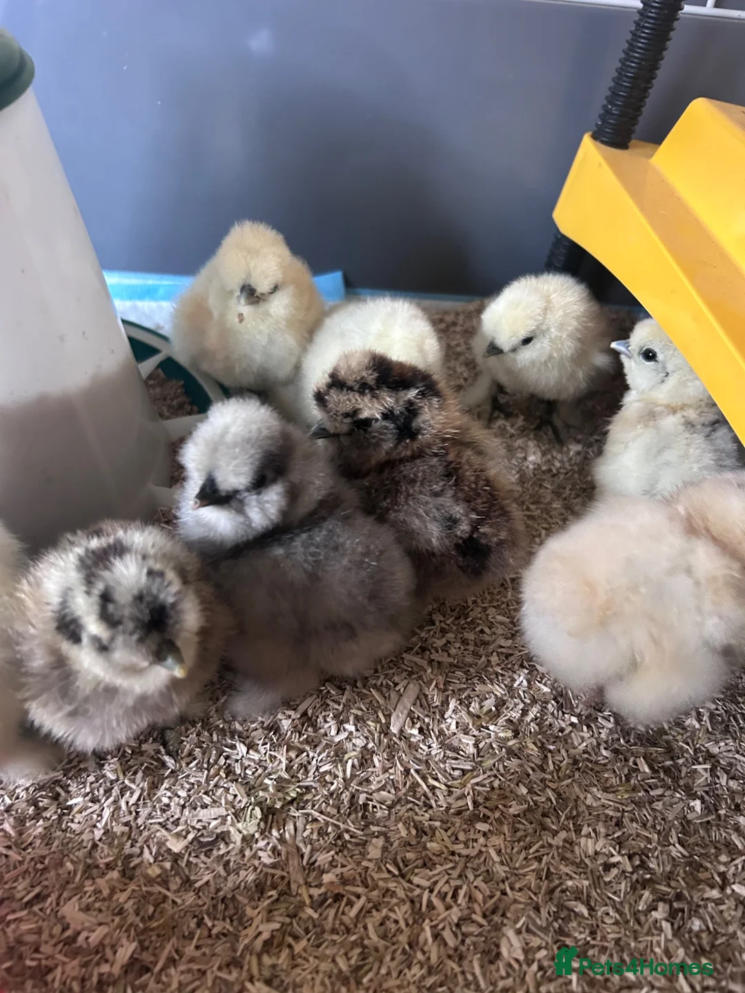 Chickens poultry for sale: Silkie Chicks - Advert 2