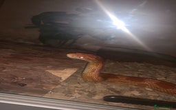 Corn Snake reptiles for sale: Adult Cornsnake & Full Setup - Advert 5