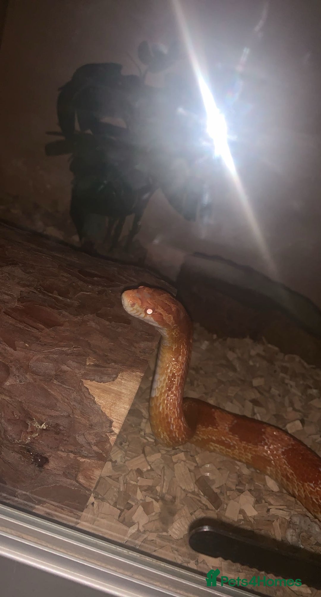 Corn Snake reptiles for sale: Adult Cornsnake & Full Setup - Advert 5