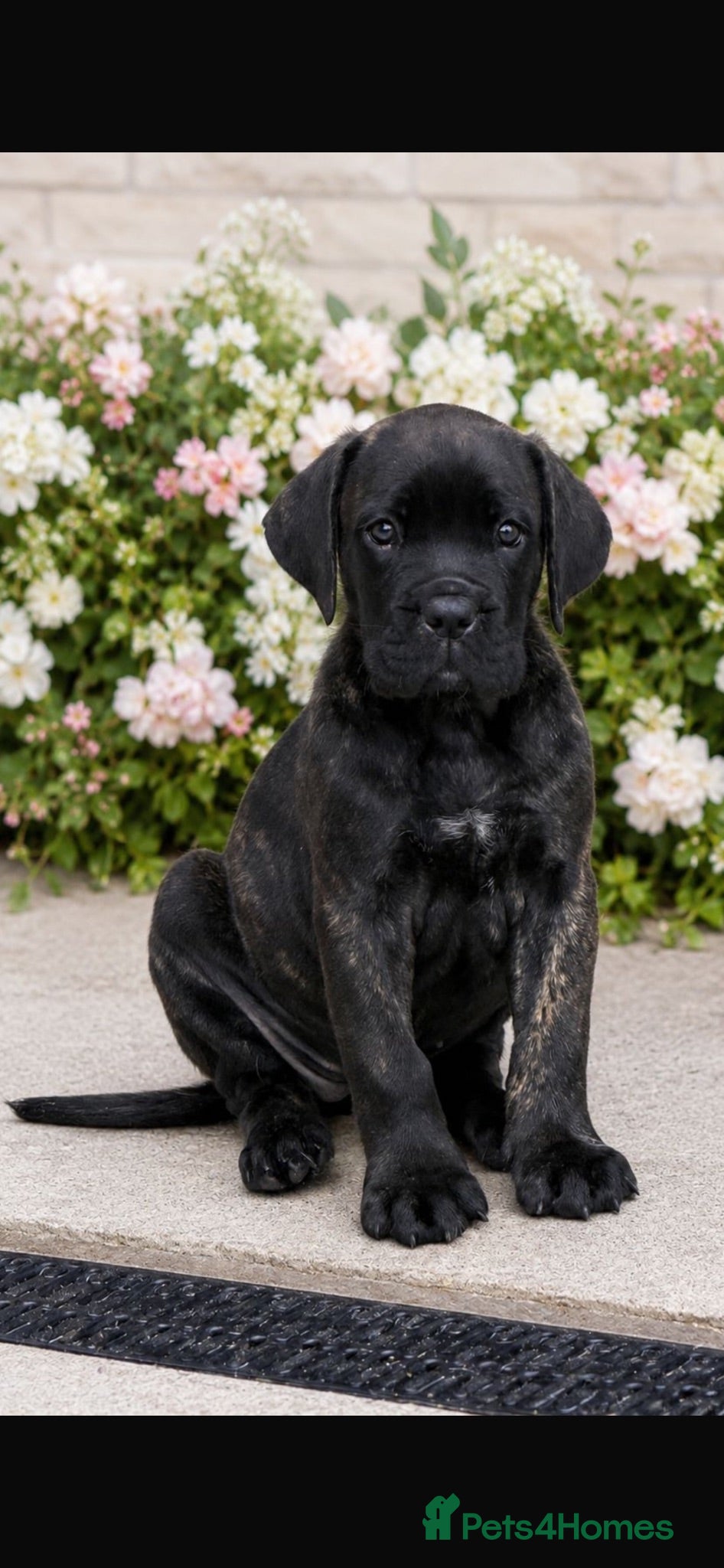 Cane Corso dogs *Ready Now* Champion Bloodline Cane Corso’s - Advert 5