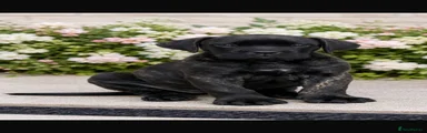 Cane Corso 3