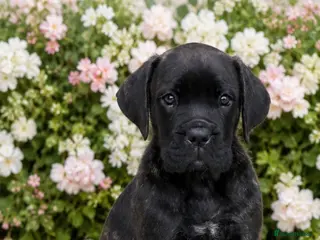 Cane Corso dogs *Ready Now* Champion Bloodline Cane Corso’s - Advert 1