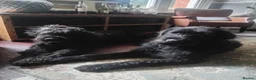 Mixed Breed dogs for sale: A very rare opportunity... - Advert 5
