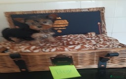 Yorkshire Terrier dogs for sale: Yorkshire terrier puppies  - Image 5