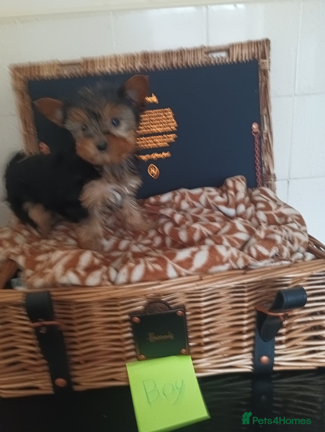 Yorkshire Terrier dogs for sale: Yorkshire terrier puppies  - Image 5