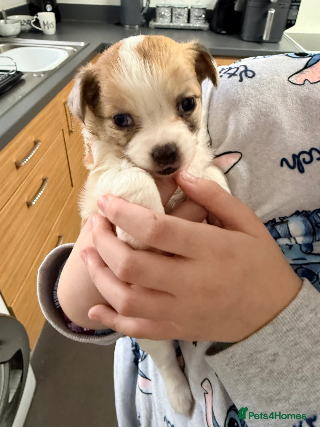 Chihuahua dogs for sale: 2 beautiful female Chihuahua puppies  - Advert 4