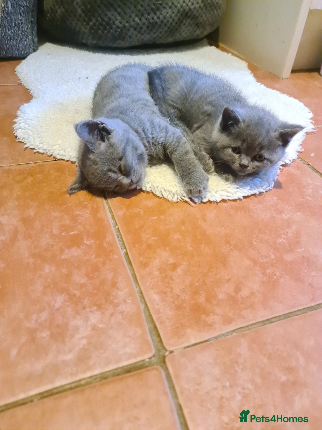 British Shorthair cats for sale: Both parents pedigreesTICA pedigree-dad5xchampion  - Image 11