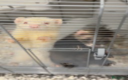 Ferret rodents for sale: 2 gorgeous ferrets  - Image 1