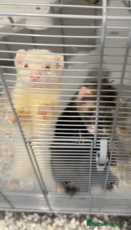 Ferret rodents - Advert 10