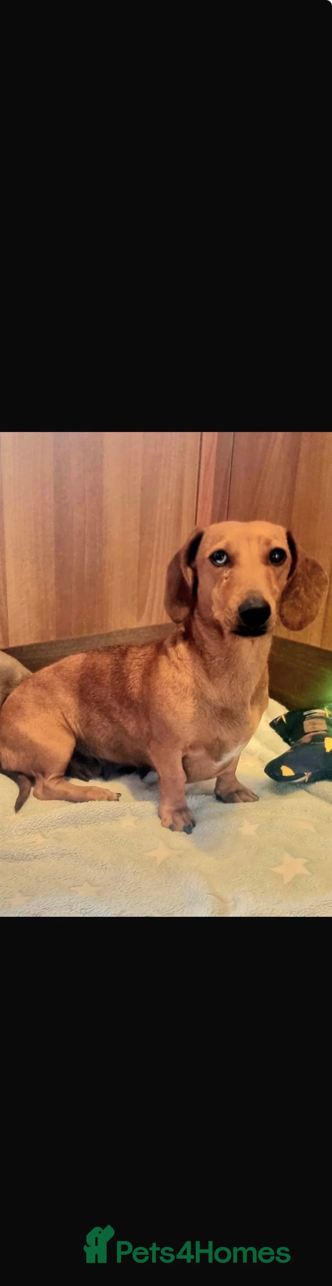 Dachshund dogs for sale: 5 Beautiful dachshund puppies 🩷💙3 boys 2 girls  - Advert 8