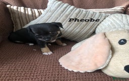 Chihuahua dogs for sale: Adorable black and tan chihuahua puppies  - Image 11
