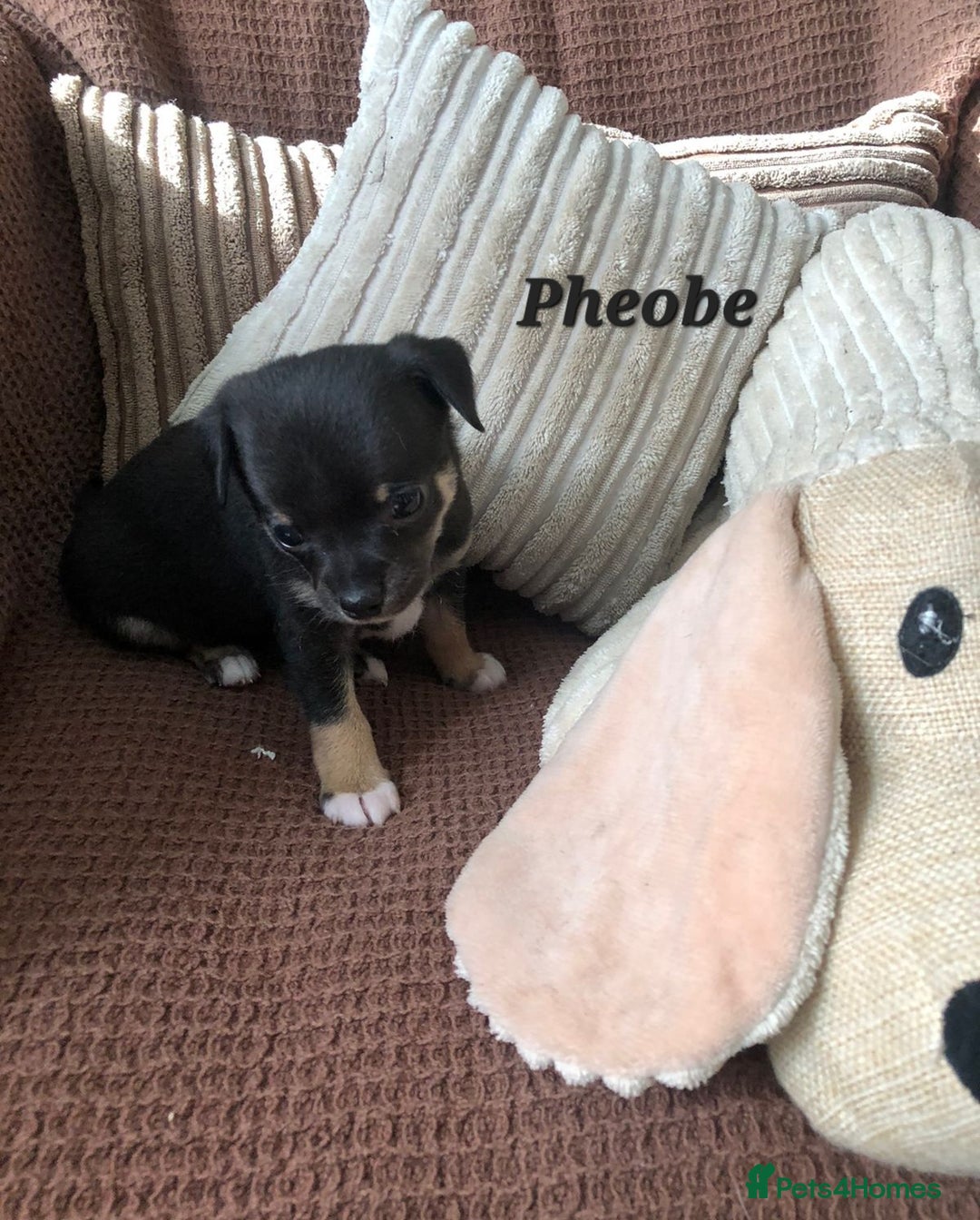 Chihuahua dogs for sale: Adorable black and tan chihuahua puppies  - Image 11